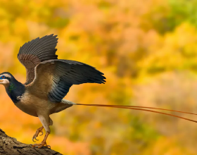 河南發現的這種鳥，天生反骨！與恐龍一起滅絕