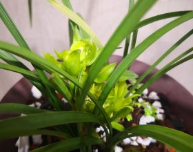 萬科鬱亮又放“煙霧彈”？地產股先嚇趴了