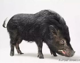 野豬有4千萬年歷史，把家豬放到野外3年，會變成野豬嗎？