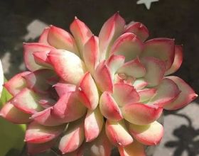 &vert; 藥膳館 &vert;六寶迎春茶 疏風清溼熱