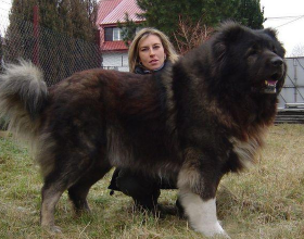 狗中巨人：這6種狗狗，站起來不低於一米八