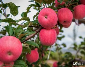 推薦給愛生活享健康的人一款高品質實木床