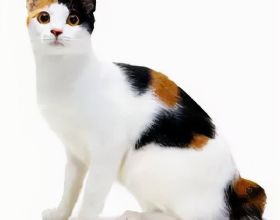 品種溯源識別系列之：日本短尾貓