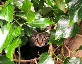 流浪貓一家躲在樹洞裡，3只小貓想出來吃飯，卻多次被貓媽按回去
