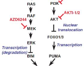 靶向Aurora B激酶增強BIM和PUMA介導的細胞凋亡克服EGFR抑制劑耐藥