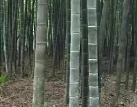 如何正確種植和照顧室內植物和平百合？