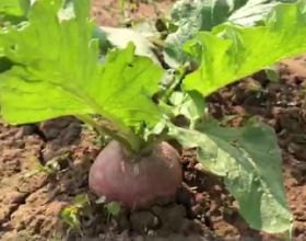 種蘿蔔用錯肥料，空心多，產量低，如何正確施肥？