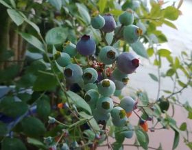 陽臺種盆藍莓，南北方都能種，好養還耐寒