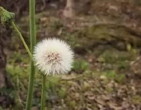 丙肝治癒取得可喜成績，乙肝治癒還有多遠？