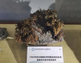 這塊石頭，承載了中國首次南極科考的記憶