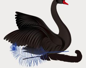 科普 | 黑天鵝：長得像“保護動物”的非保護動物