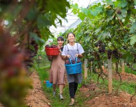 廣西梧州市：葡萄掛果 助農增收