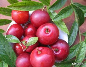 農村常見水果歐李，長相跟櫻桃一樣，人稱“高鈣果”，你見過嗎？