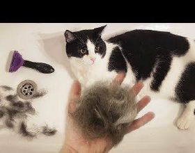 寵物貓掉毛嚴重怎麼辦？