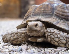 烏龜的壽命是多少年？烏龜壽命最長能活到多少歲？