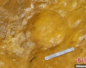 國際最新研究：西班牙發現一萬多年前大象育幼化石足跡