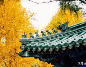 再有半個月，北京將迎來最美的季節，12個銀杏寶藏地，附機位攻略
