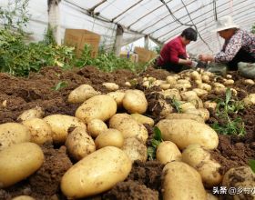 土豆開花不剪掉危害大？影響不僅僅是產量低，剪掉有啥好處？
