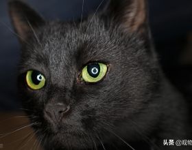 純黑貓的品種有很多，不過純色的貓卻很少見，純黑的貓是什麼品種