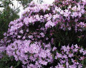 極具悲涼色彩的十大名花——植物非試管高效快繁杜鵑