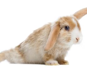 兔子有耳蟎會死嗎