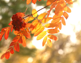 美好的10首秋天詩詞，陌上清秋處，歲月宜靜美