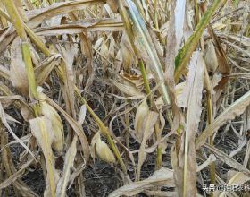 殘留在玉米秸稈上的病蟲害，用這幾種方法清除，才不會影響小麥