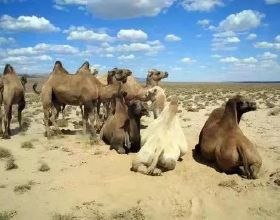 哈薩克族的駱駝奶