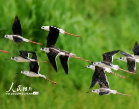 湖南嘉禾：生態環境好 鳥兒翩翩飛