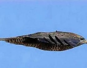 世界上飛行最快的鳥，連高鐵也追不上