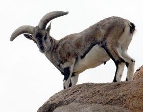 青藏高原上的羊，能在垂直的懸崖上跳躍奔跑，為什麼不能回頭？