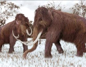 《自然》：迄今為止最古老的猛獁象基因組證據找到了