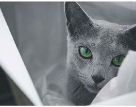 品種溯源識別系列之：俄羅斯藍貓