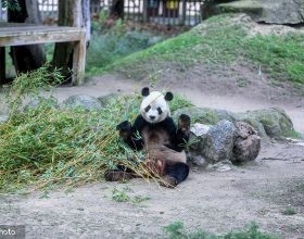 西班牙馬德里動物園大熊貓吃竹子憨態可掬
