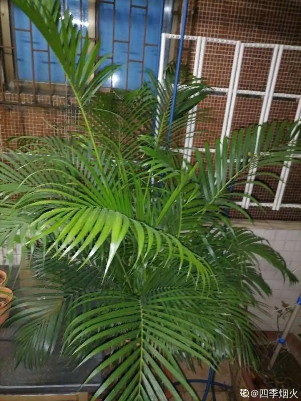 大葉子耐陰花，室內一定養，葉子比臉大，真涼快