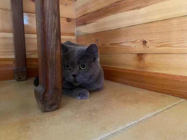 《論“肚腩”對小貓咪的重要性》