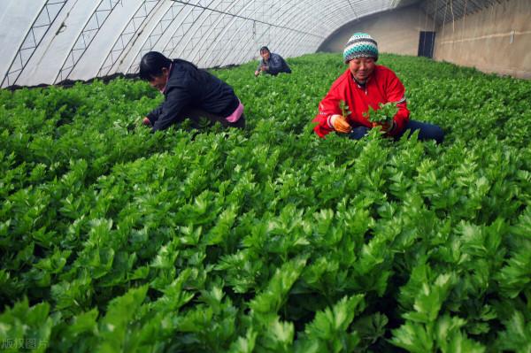 小蘇打兌水澆灌大棚蔬菜有什麼用?兌水比例多少合適?值得一看 小蘇打兌水澆灌大棚蔬菜有什麼用?兌水比例多少合適?值得一看