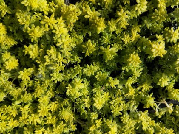 往事只能回味 往事只能回味