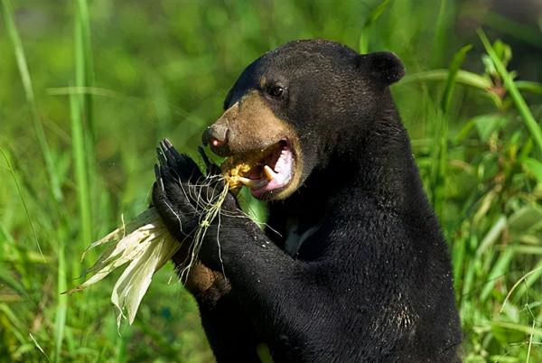 世界上最小的熊是誰？可別回答小浣熊