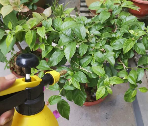 三角梅有“3喜1怕”，想要開花滿盆，就要這麼養