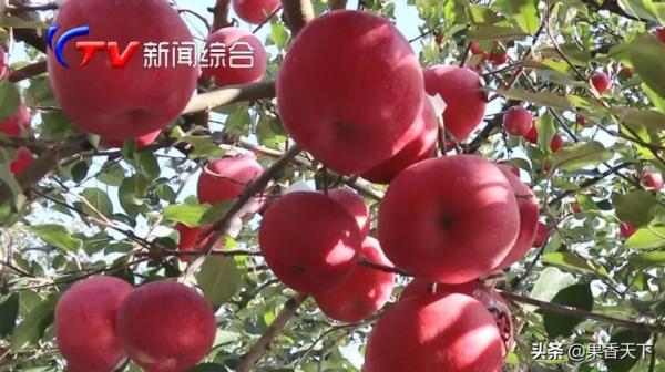 節日氛圍濃，被套圈的老富士能不能抓住最後的機會？