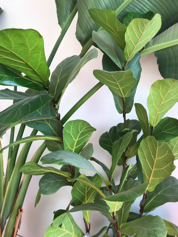 5種“氣質綠植”,氣質好有品味,還能增強室內層次感 5種“氣質綠植”,氣質好有品味,還能增強室內層次感