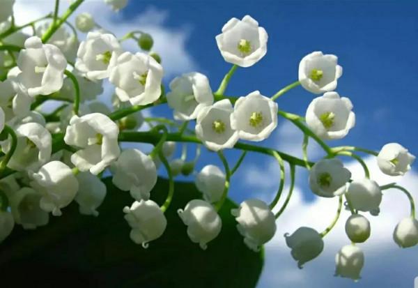 鈴兒響叮噹，迷你三胞胎：風鈴草，鈴蘭，鈴鐺花。你能分清嗎？