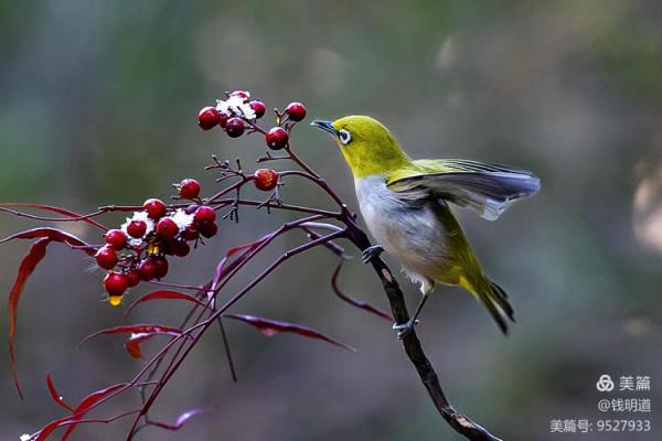 萌萌可愛小精靈——繡眼鳥