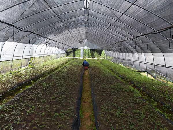 村民後山居然藏有珍稀藥材，藥王之稱的金線蓮，種植能月入萬元？