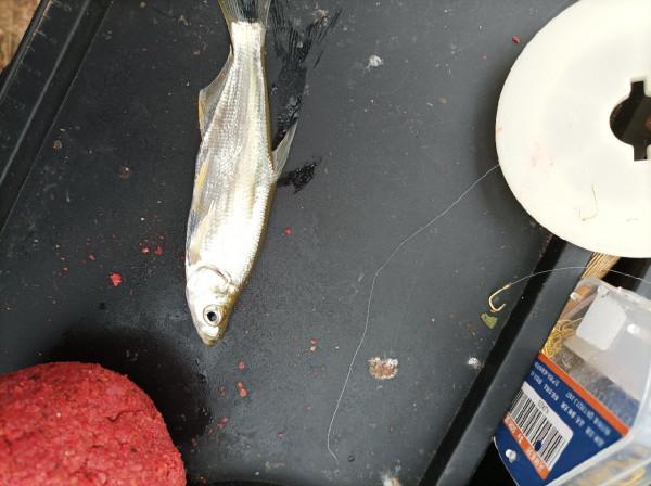 沒有大板鯽，結果被當做免費的供血泵