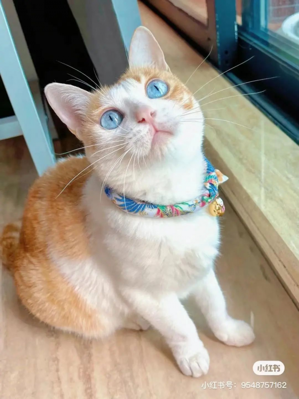 大橘擁有罕見瞳色，引發全網熱議：“全世界找不到第二隻！”