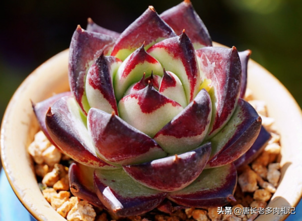 東雲系多肉較易出狀態,而這6個品種尤其如此,冬天可輕鬆上色 東雲系多肉較易出狀態,而這6個品種尤其如此,冬天可輕鬆上色