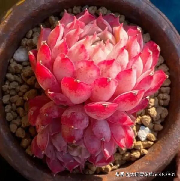 現在快養8種多肉，上色出狀態就變紅，寓意著紅紅火火過大年