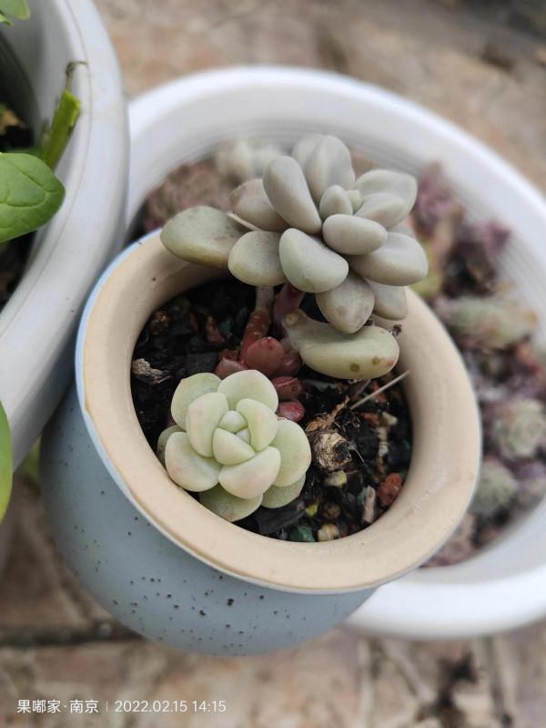 在樓頂，見證每一顆肉的成長